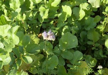 DSV OR Sortsmix m. honningurt, 15 kg